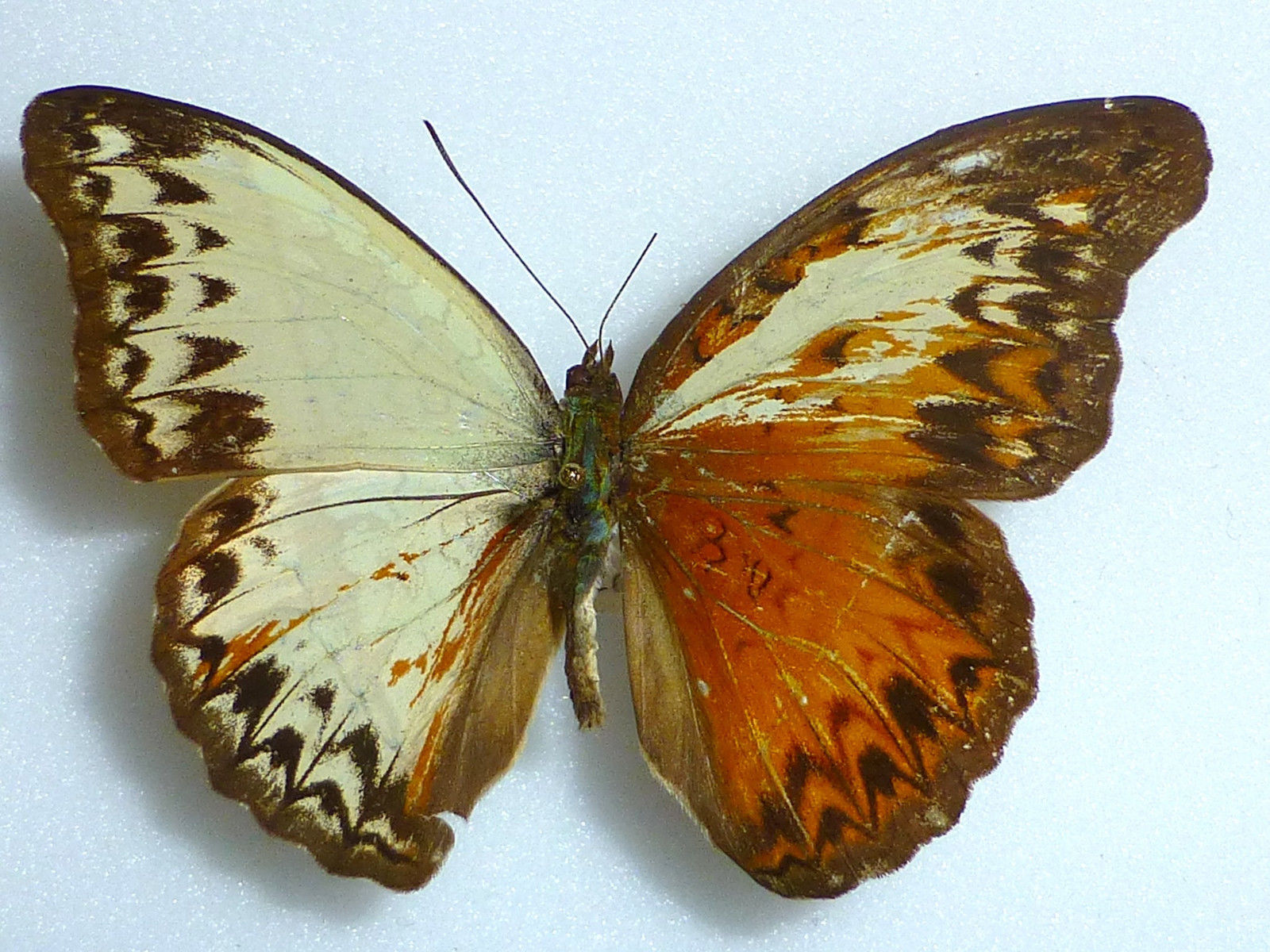 CYMOTHOE CAENIS GYNANDROMORPH (Internet Image property of respective owner, non-commercial use only)